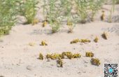 云南重点设立27个县为沙漠蝗虫监测点