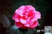 走进“昆明市花”云南山茶这张历史名片