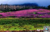 观满山杜鹃花海 香格里拉这些地方人少景美...