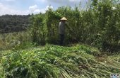 我在云南种工业大麻